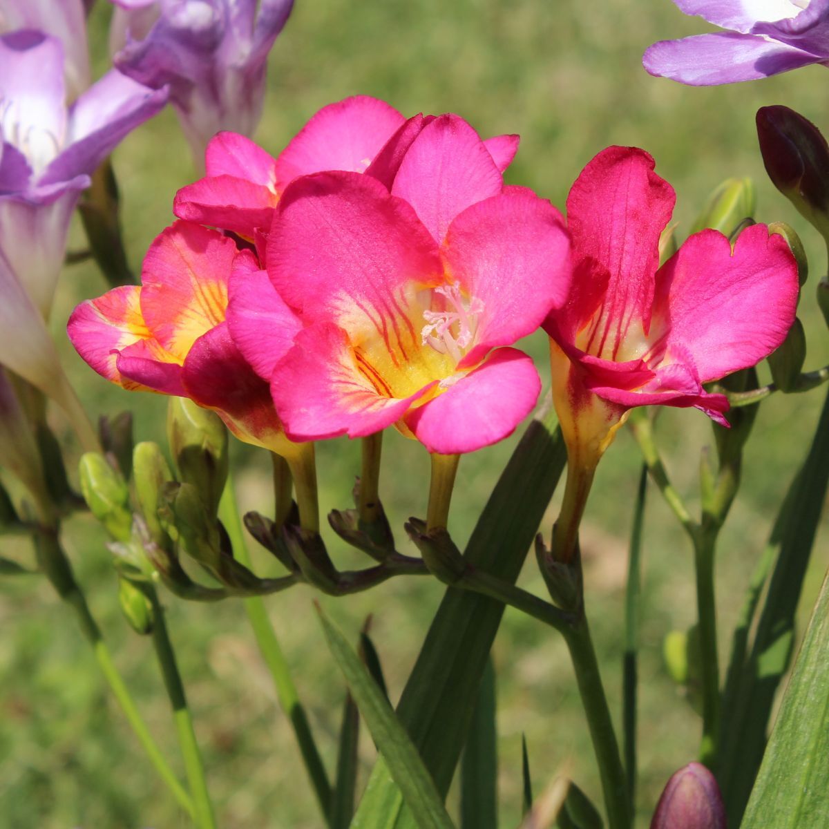 Freesia- Giant Single Pink